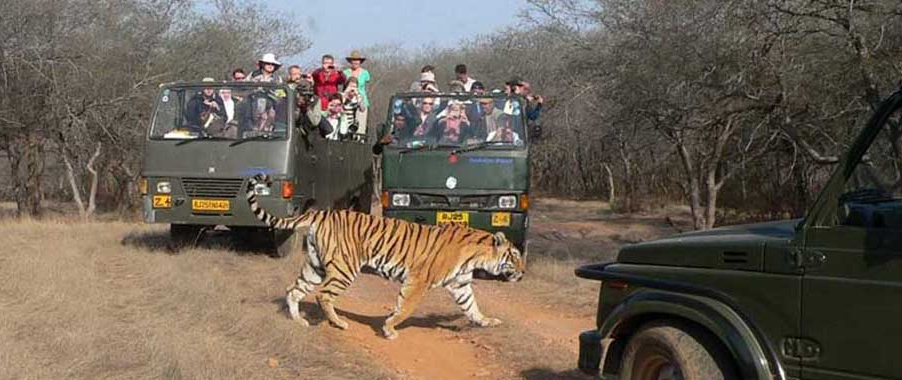 Canter Safari at Ranthambore