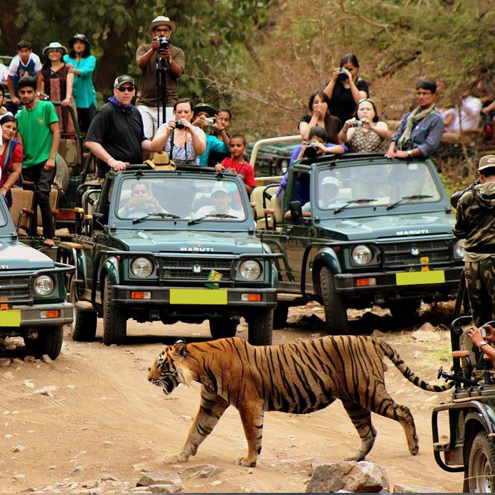Sighting Tigers At Ranthambore