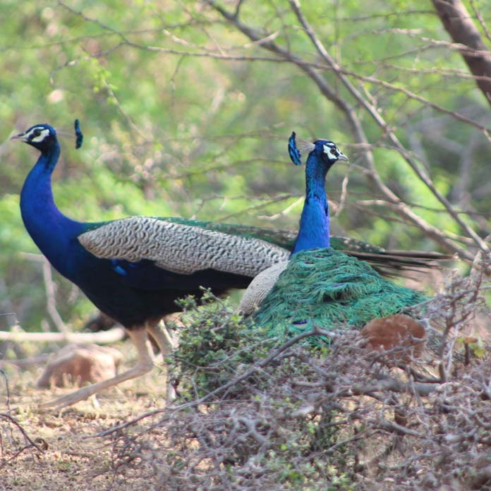Bird Watching - Ranthambore National Park