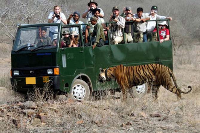 safari ride in rajasthan
