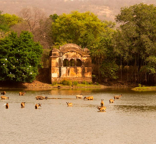 Best Time to Visit Ranthambore National Park 